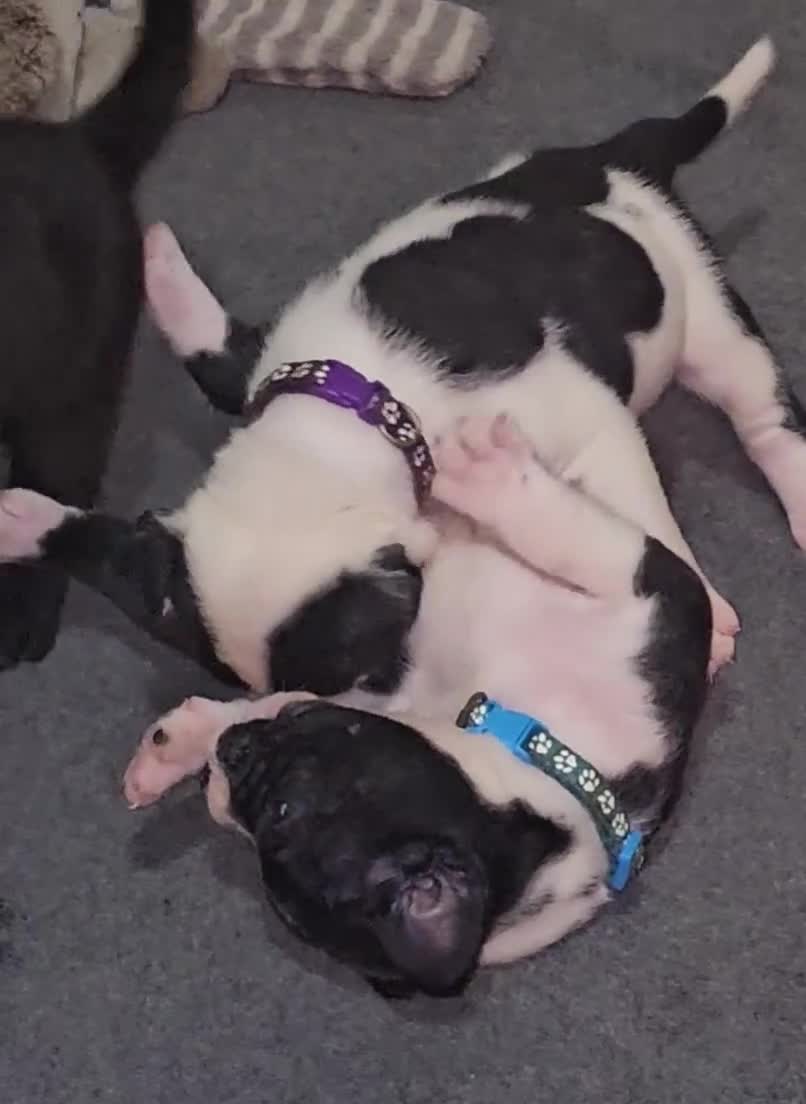 Presa Canario dogs for sale: Mr Neon  - Video 10
