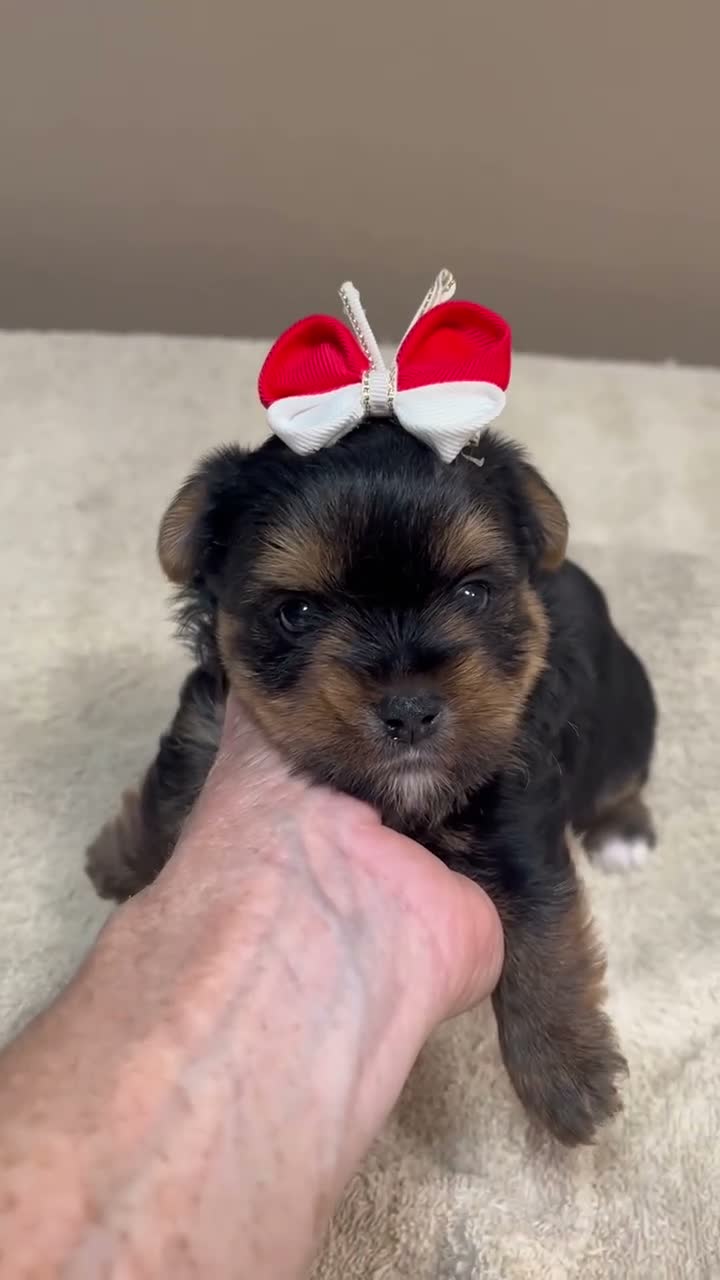 Yorkshire Terrier dogs for sale: Moose - Video 1