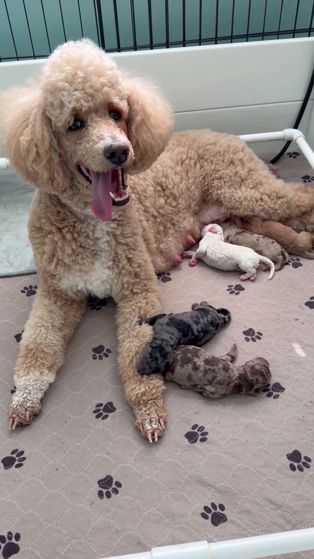 Mixed Breed dogs for sale: Peep - Video 1