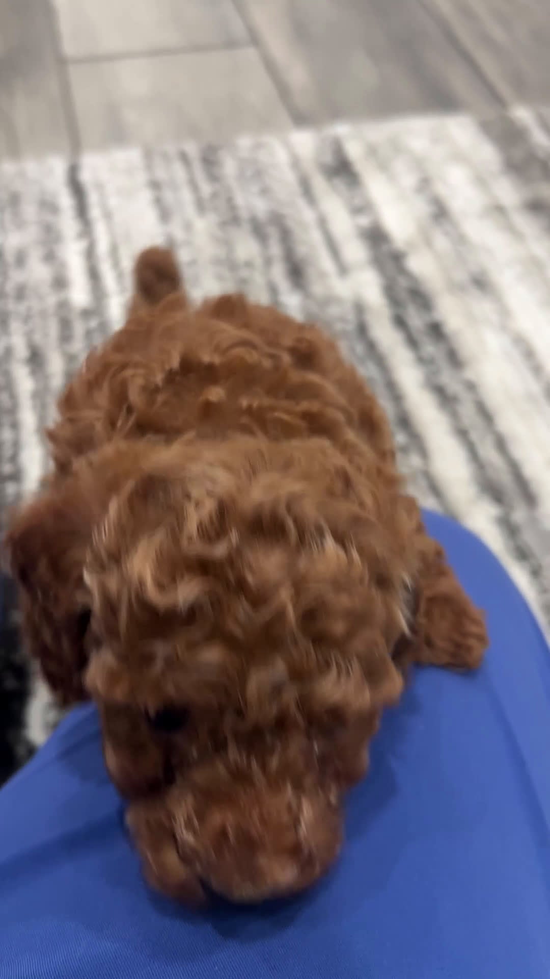 Toy Poodle dogs for sale: Toy Poodle Puppy 2 - Video 1