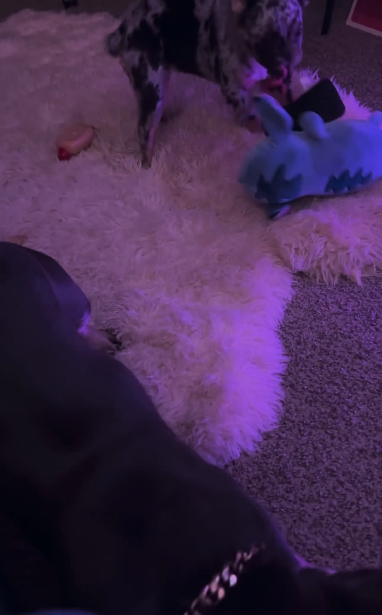 French Bulldog dogs for stud: Unknown  - Video 1