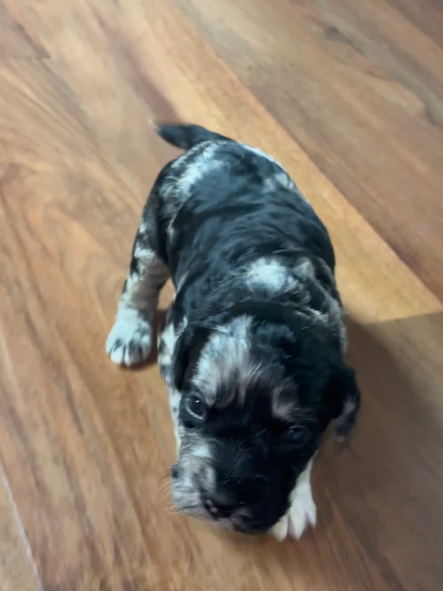 Goldendoodle dogs for sale: Luna  - Video 1