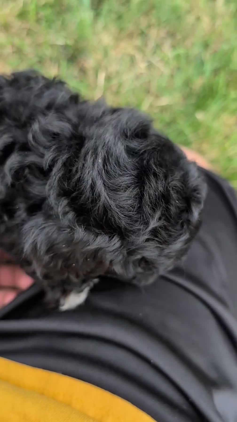 Maltipoo dogs for sale: Kylo - Video 1
