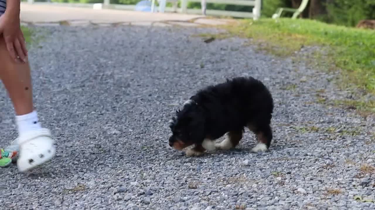 Mini Bernedoodle dogs for sale: Lotus - Video 1