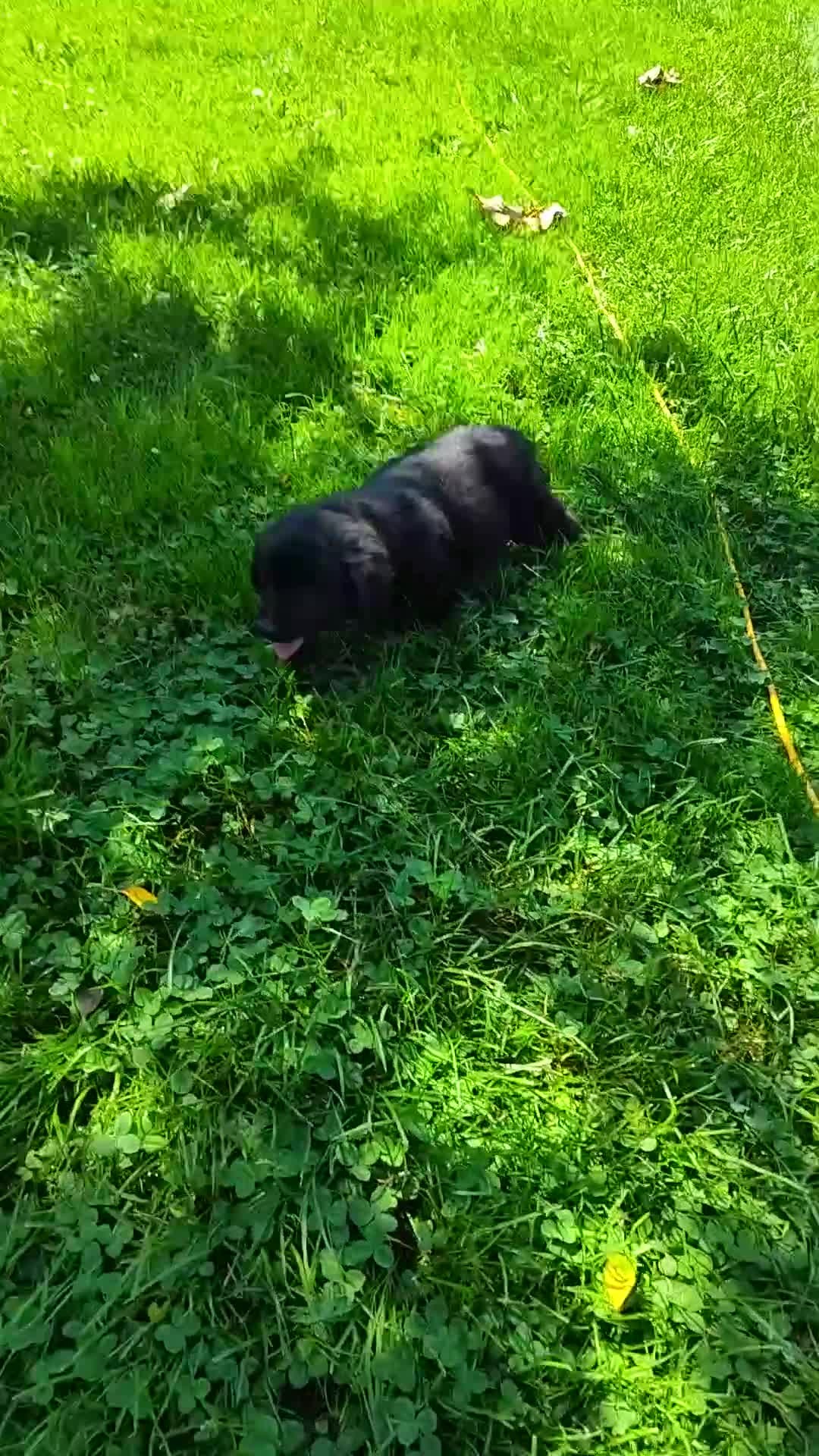 Labrador Retriever dogs for sale: Labrador Retriever Puppy 5 - Video 1