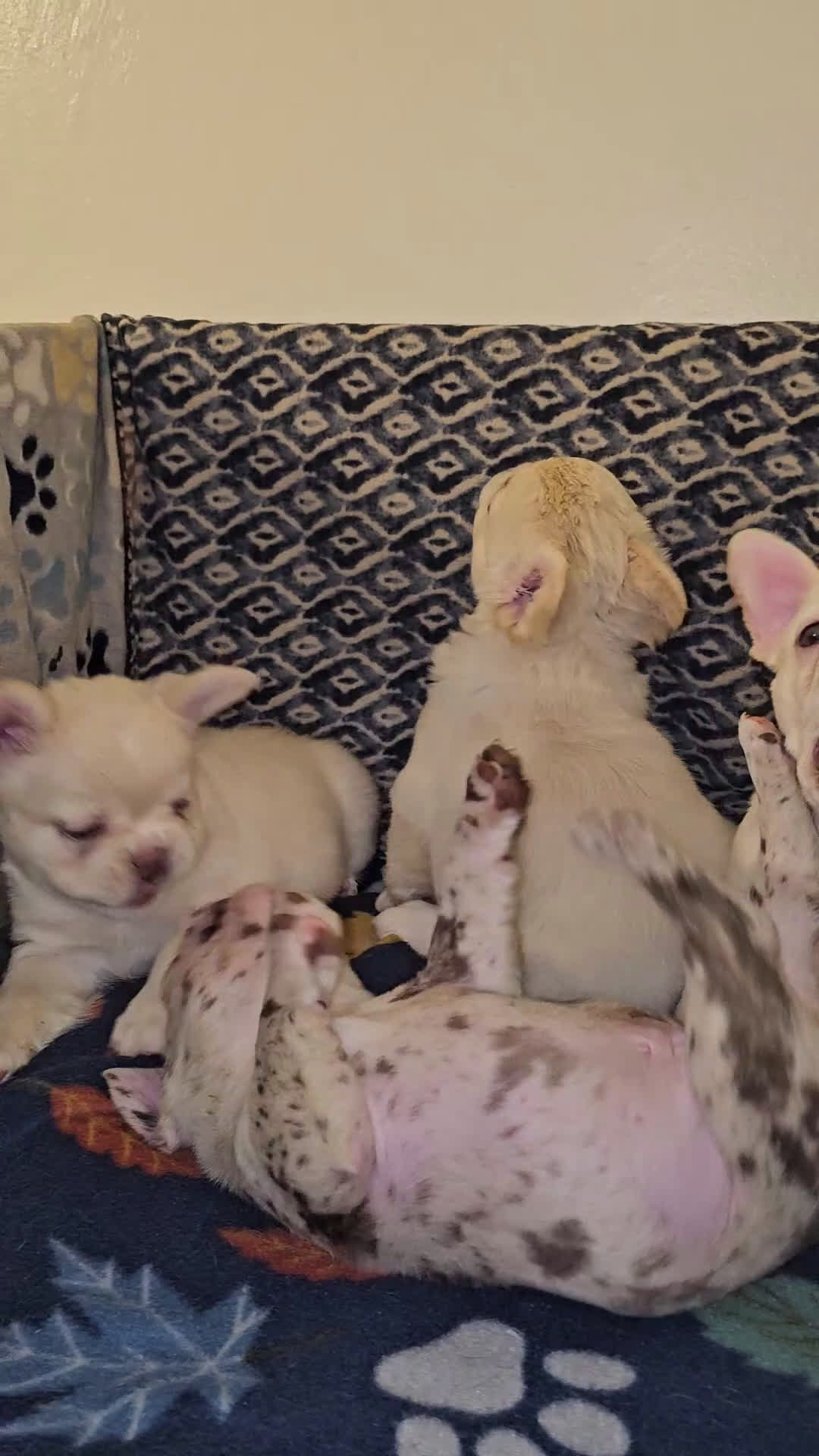 French Bulldog dogs for sale: French Bulldog Puppy 3 - Video 2