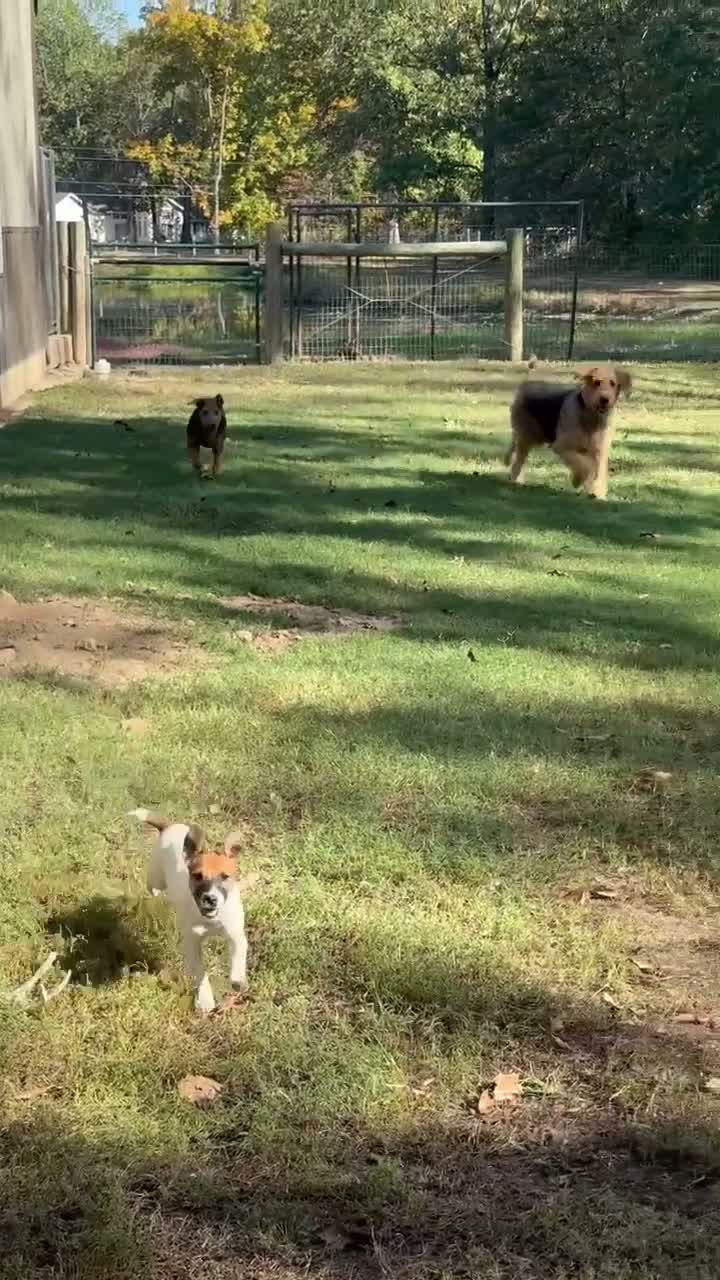 Jack Russell Terrier dogs for sale: UKC Zane  - Video 1