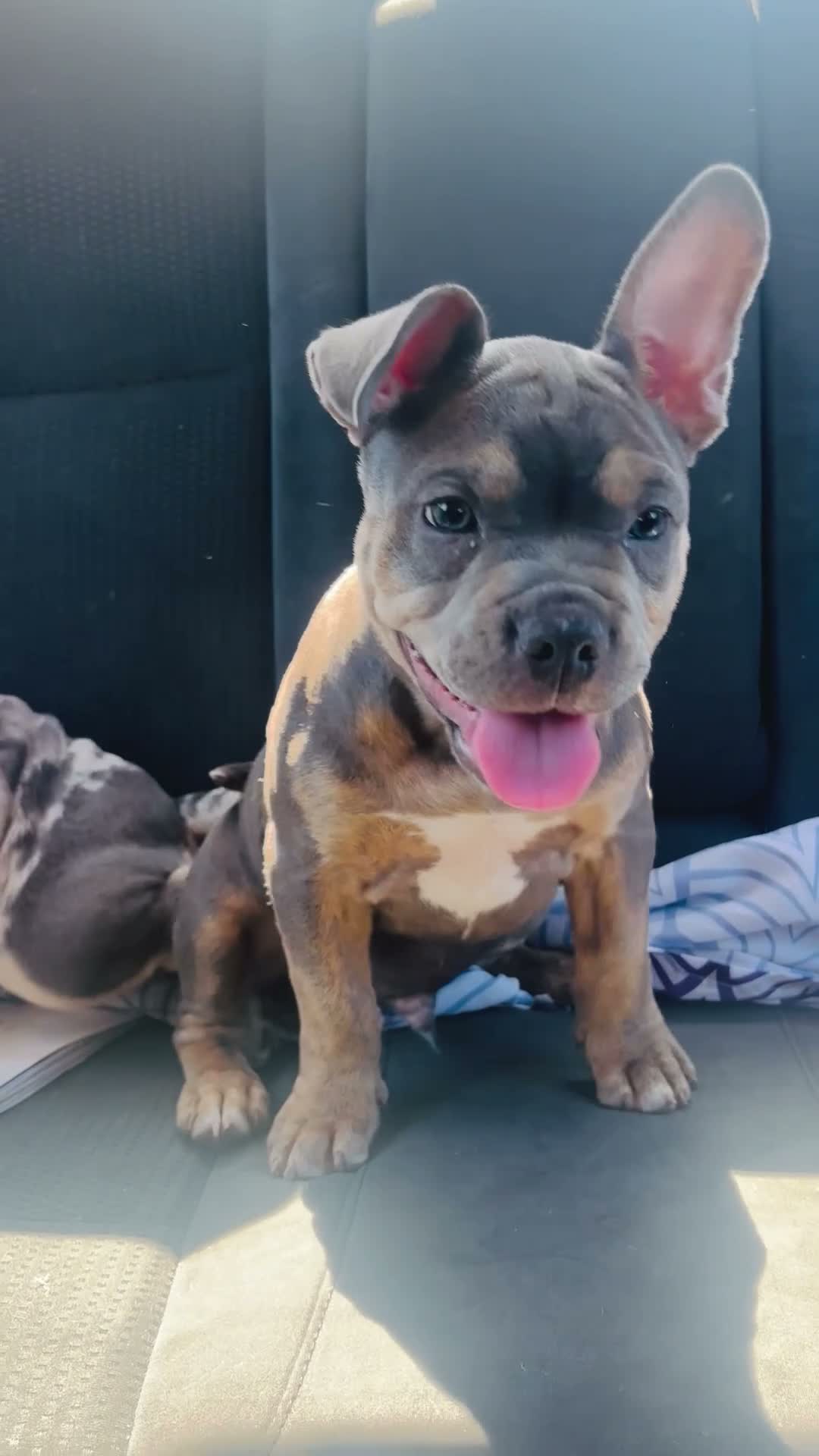American Bully dogs for sale: Blue - Video 3