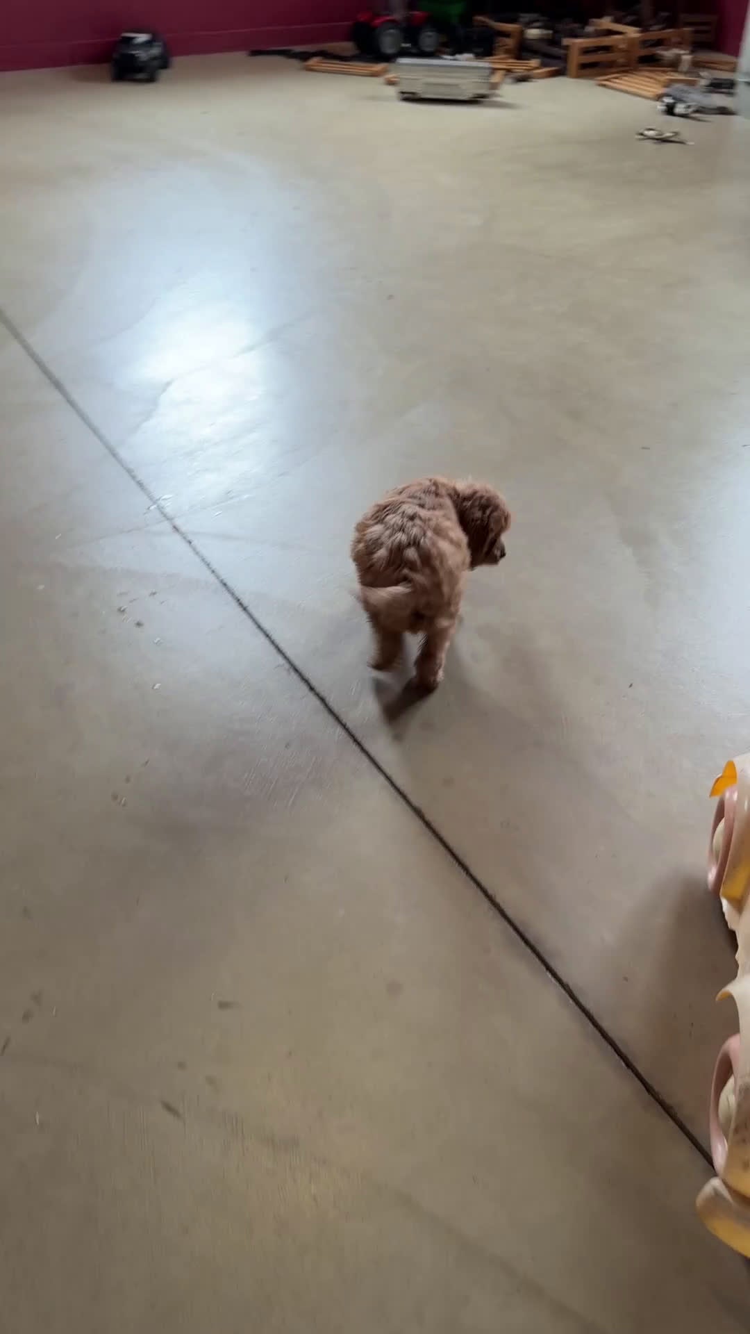 Cavapoo dogs for sale: Mabel - Video 2