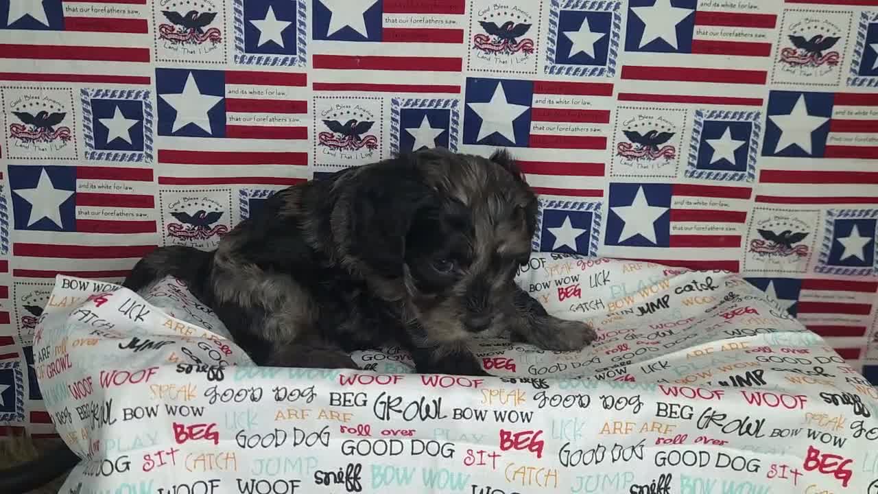 Cavapoo dogs for sale: Max - Video 3
