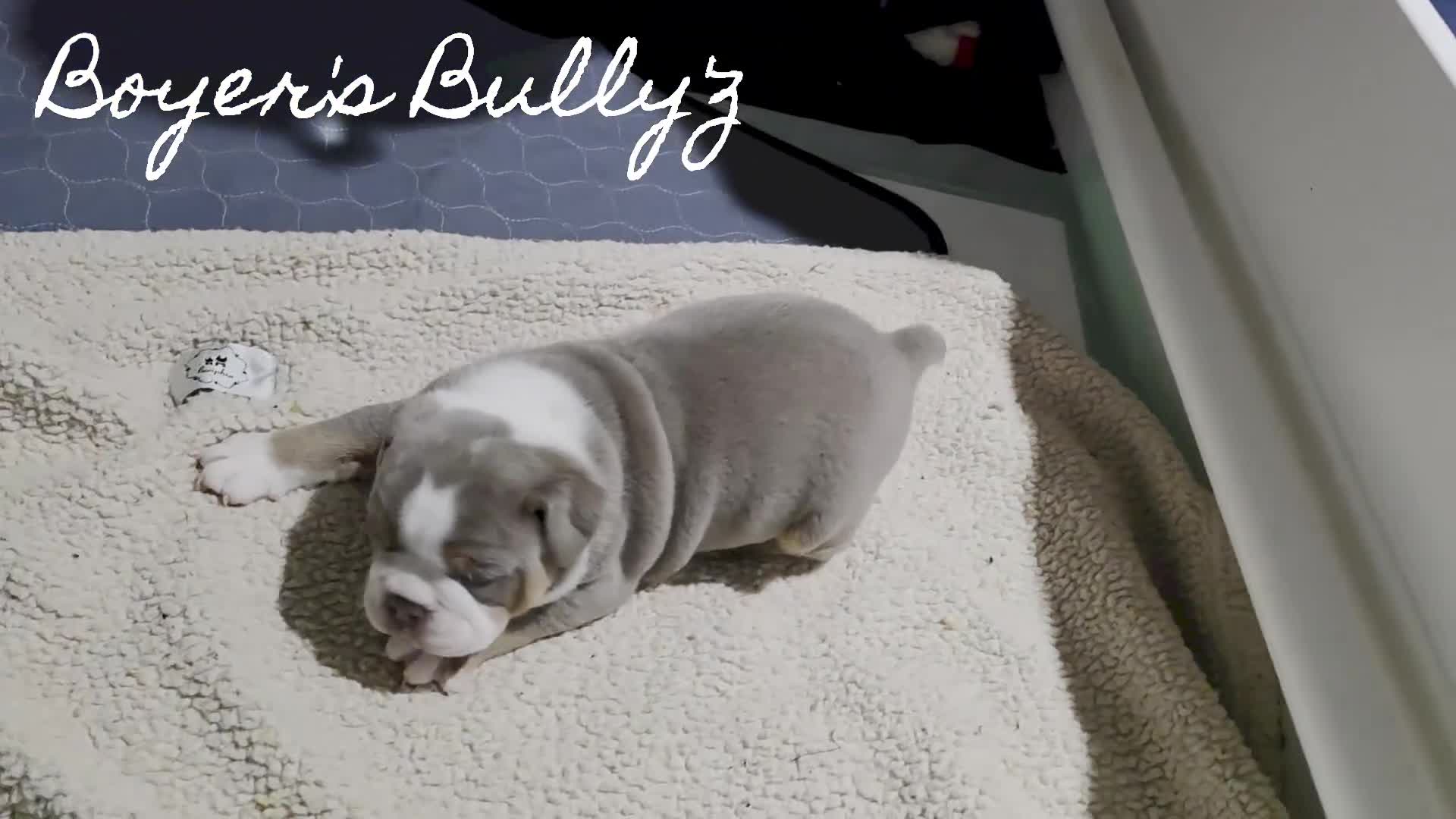 Olde English Bulldogge dogs for sale: Olde English Bulldogge 2 - Video 1