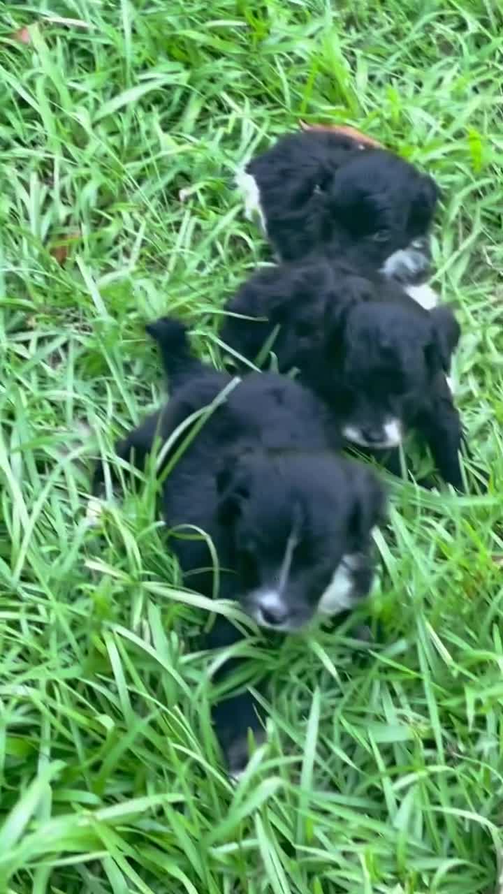 Mini Aussiedoodle dogs for sale: Ash - Video 1
