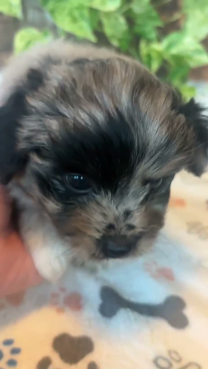 Pomapoo dogs for sale: Pomapoo 5 - Video 1