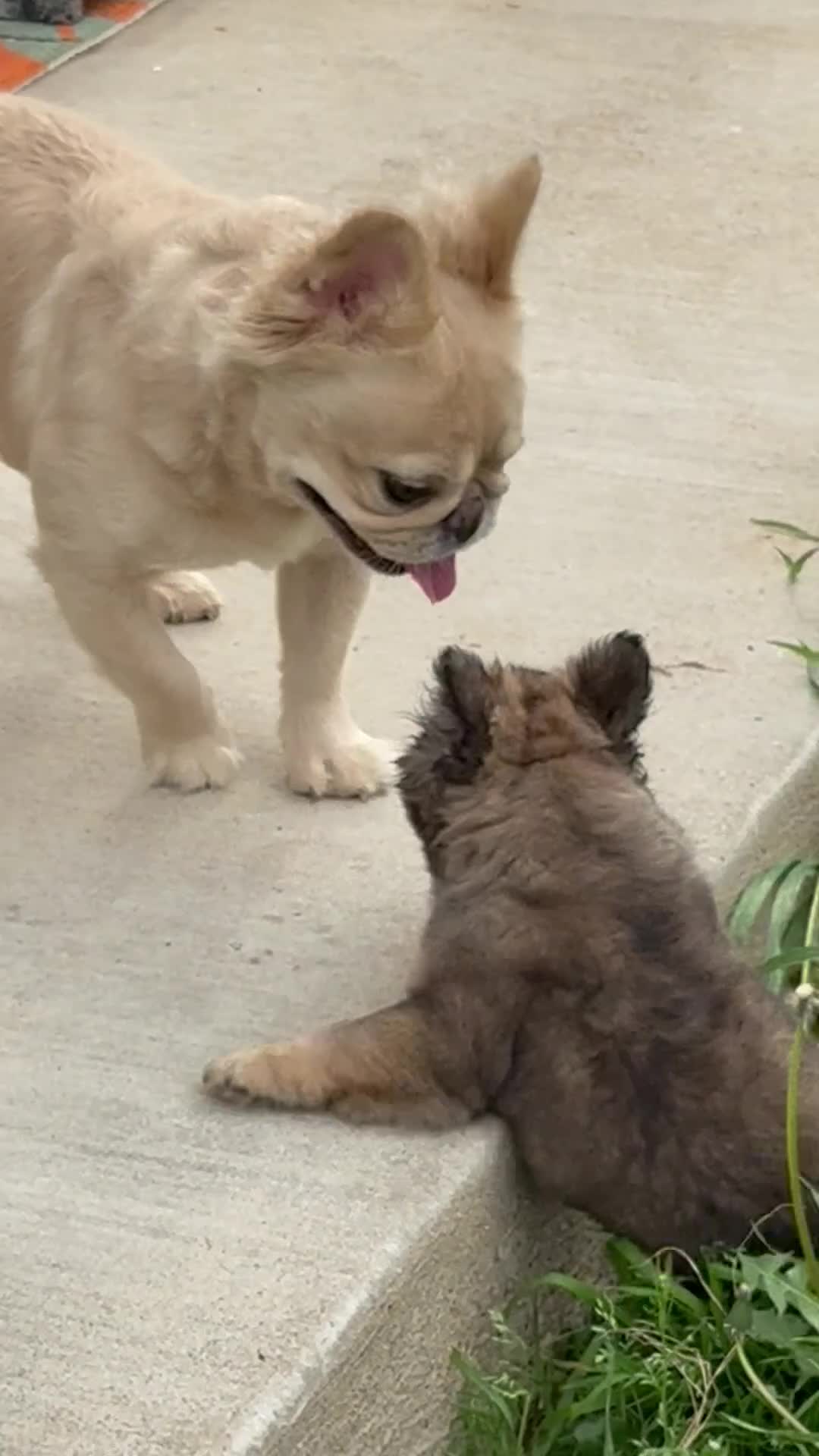 French Bulldog dogs for sale: Fluffy French Bulldog Female - Video 2