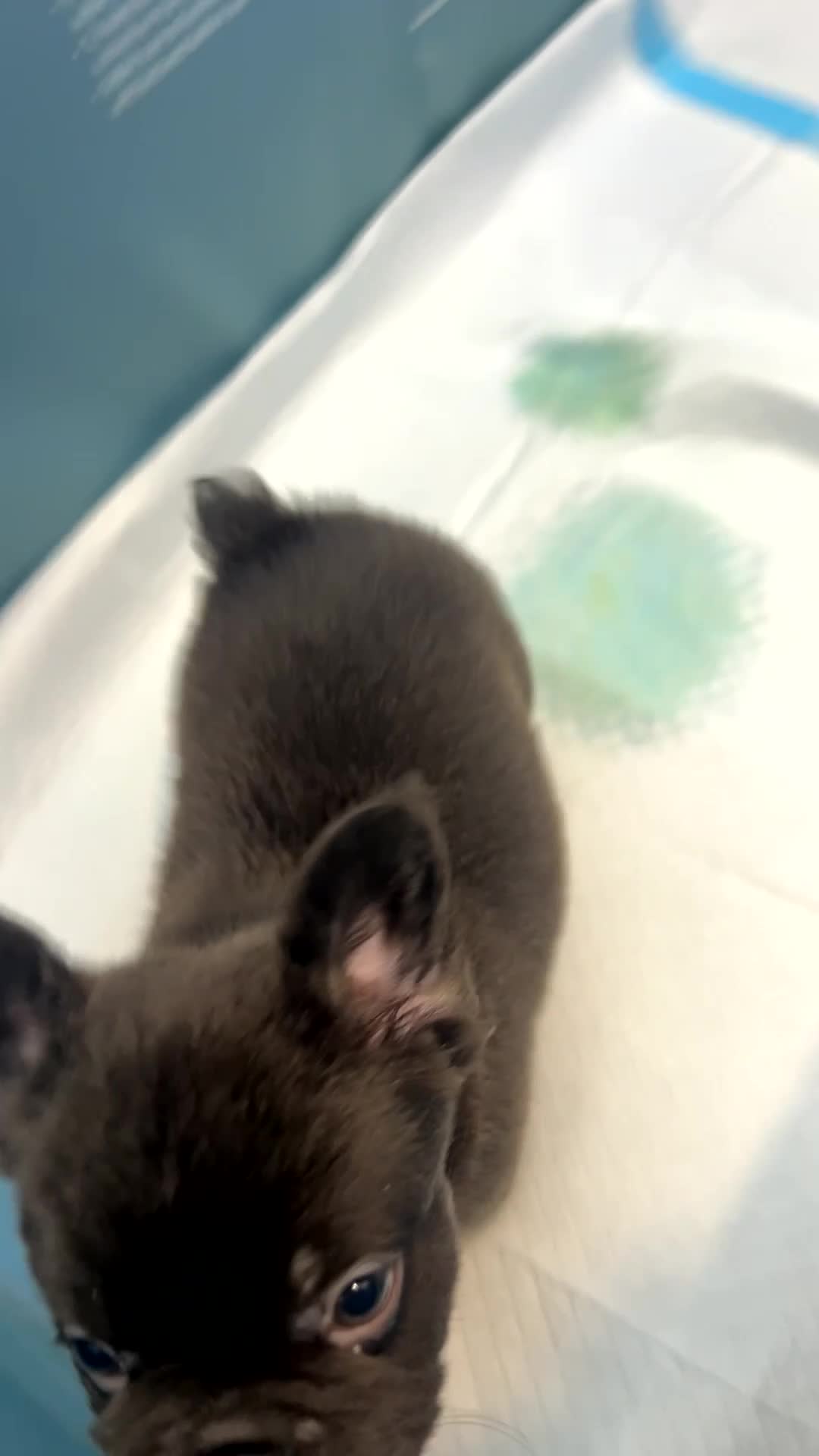 French Bulldog dogs for sale: Bruno - Video 1