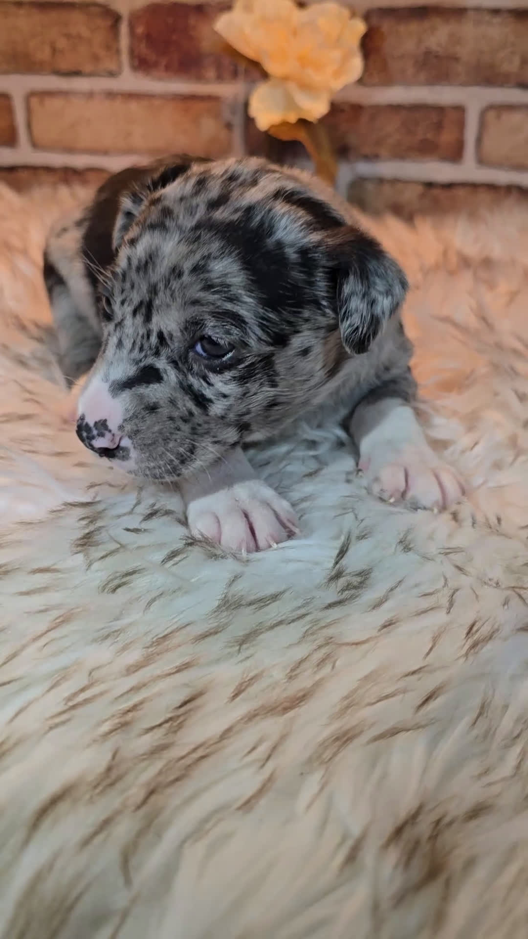 Mixed Breed dogs for sale: Willow - Video 1