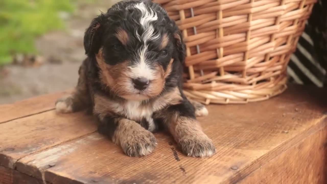 Mini Bernedoodle dogs for sale: Cornell F1 Mini Bernedoodle  - Video 8