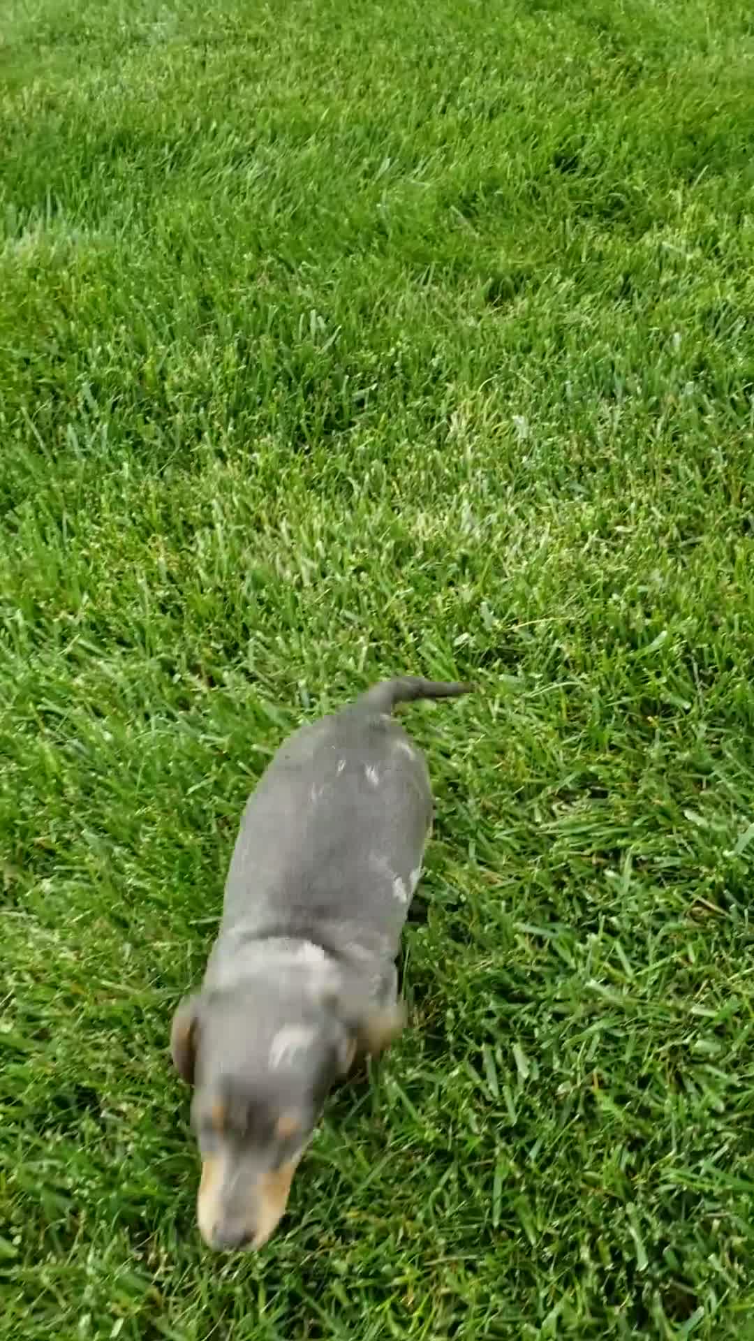 Miniature Dachshund dogs for sale: Miniature Dachshund Puppy 2 - Video 2