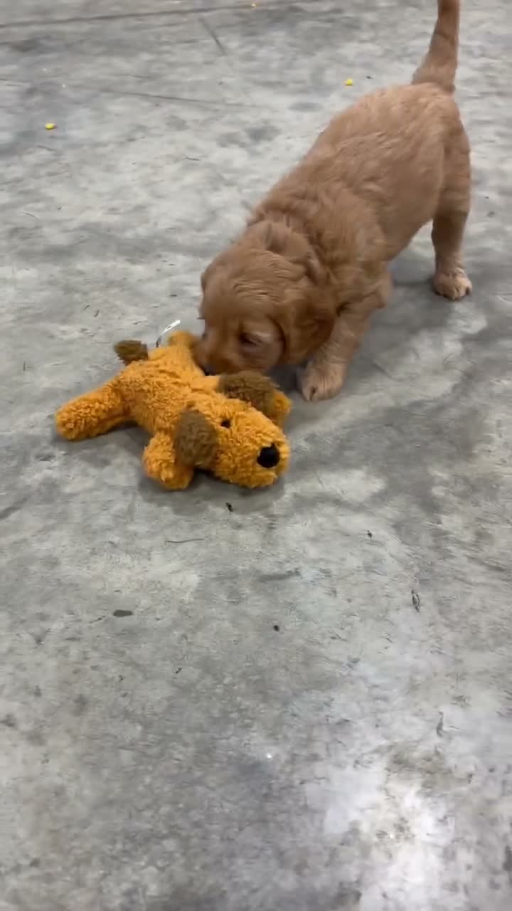 Mini Goldendoodle dogs for sale: Mia - Video 1