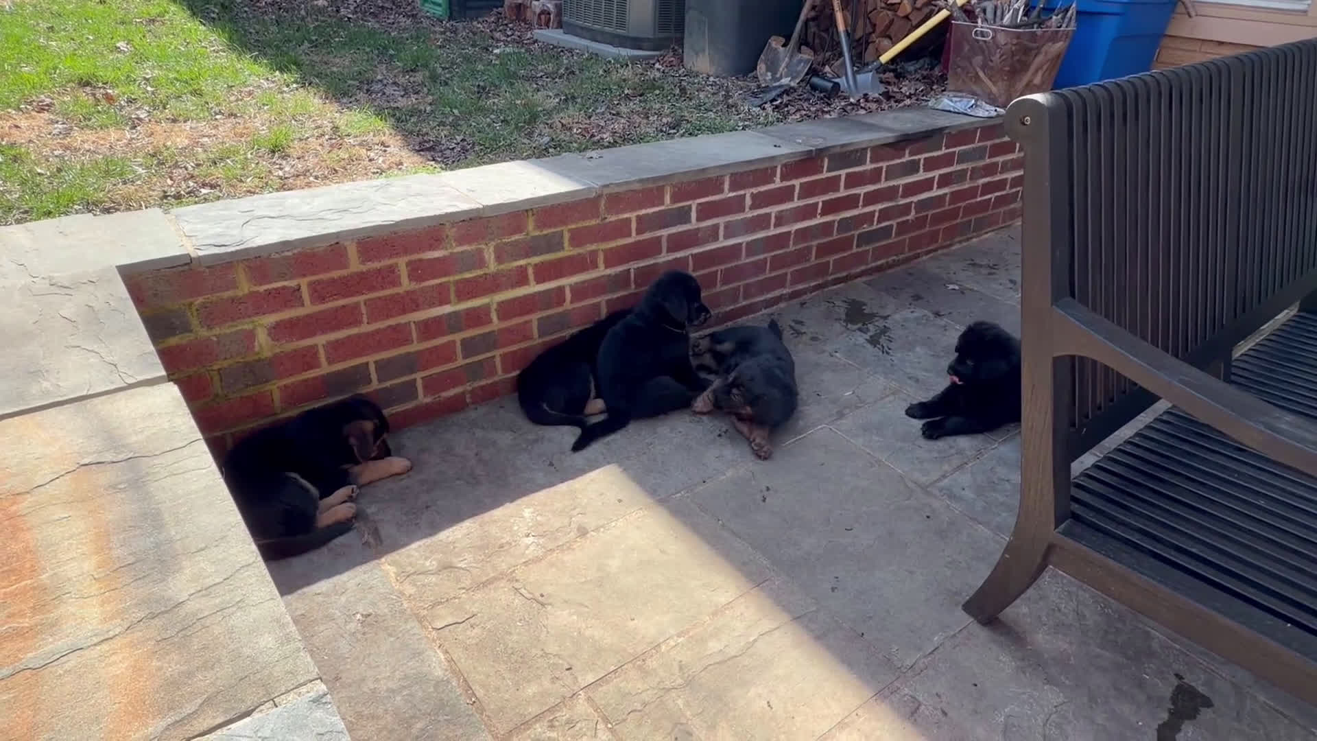 Golden Shepherd dogs for sale: Crunch - Video 1