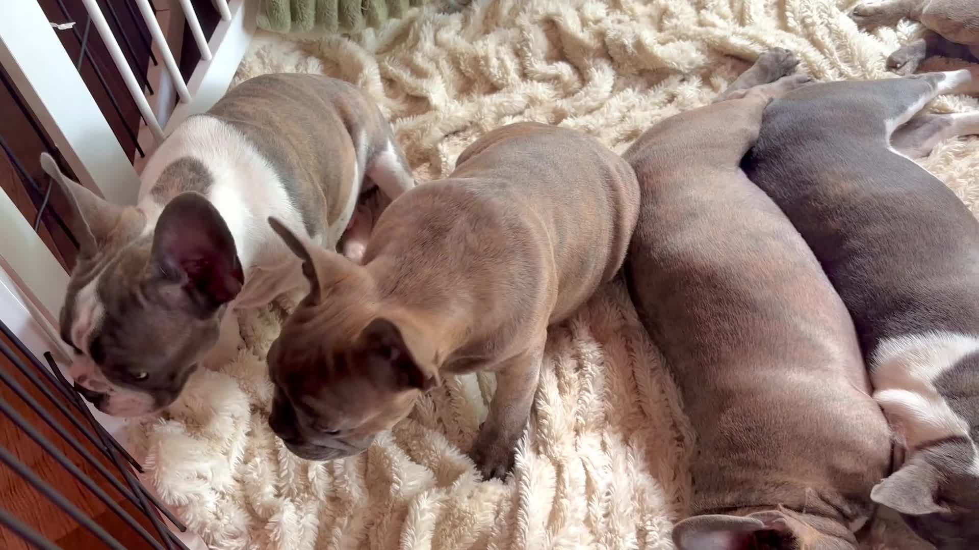 Frenchton dogs for sale: Maya - Video 4