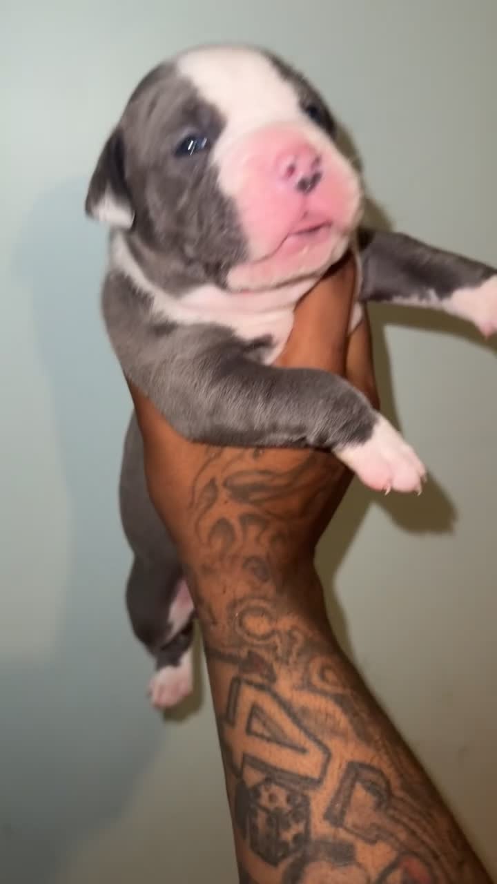 American Bully dogs for sale: American Bully Puppy 3 - Video 1