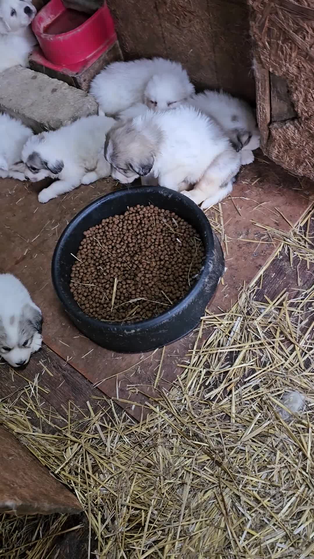 Great Pyrenees dogs for sale: Great Pyrenees Puppy 1 - Video 1