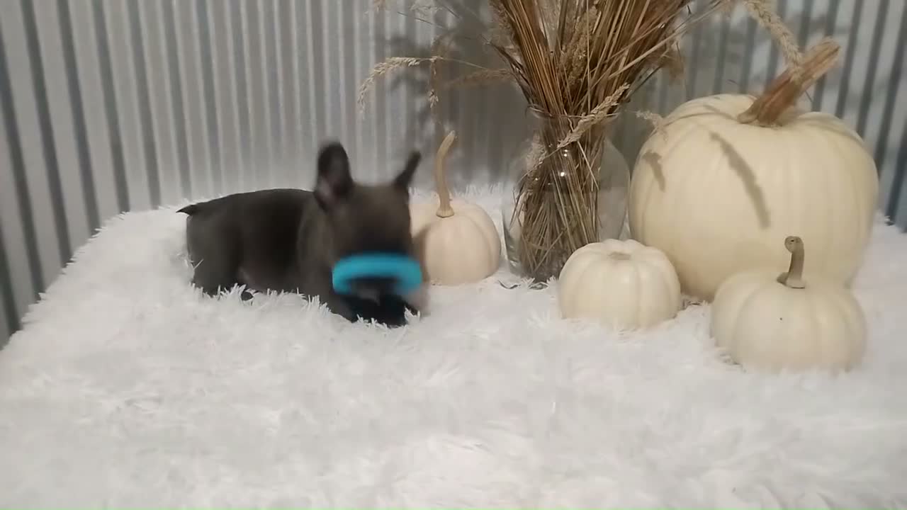French Bulldog dogs for sale: Blaze - Video 1