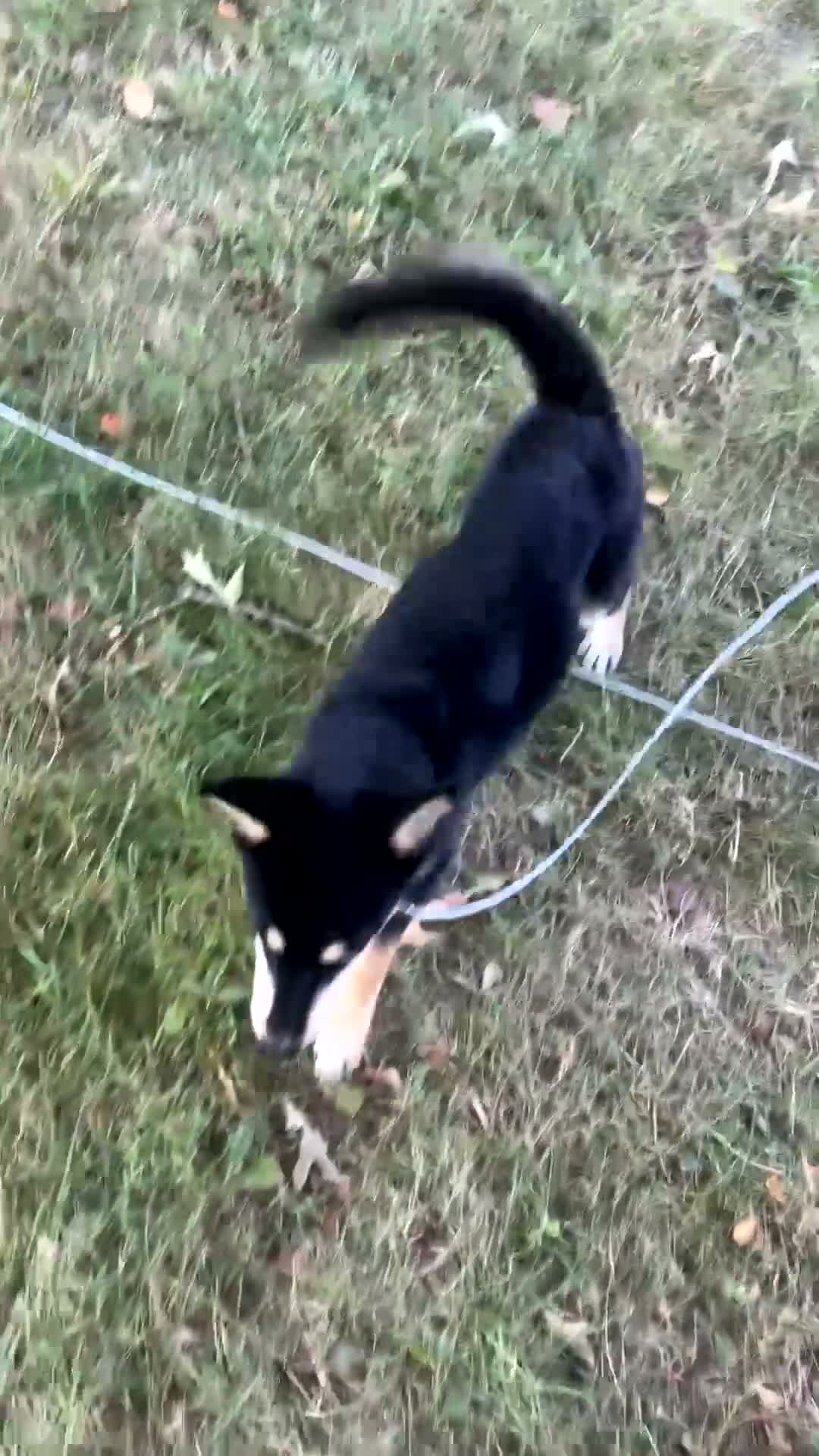Mixed Breed dogs for sale: Mixed Breed 1 - Video 1