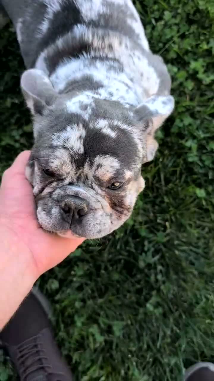 French Bulldog dogs for sale: Falcon - Video 2