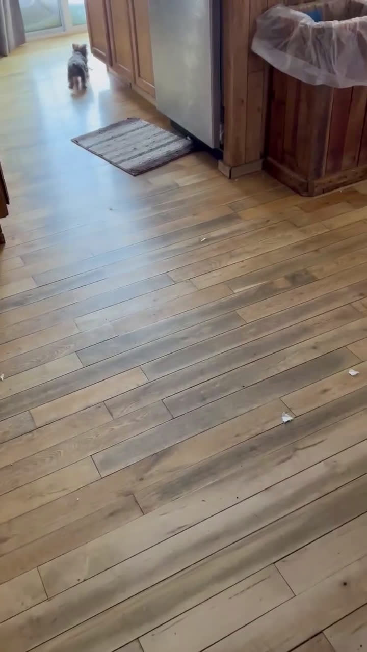 Yorkshire Terrier dogs for sale: Yorkshire Terrier Puppy 3 - Video 1