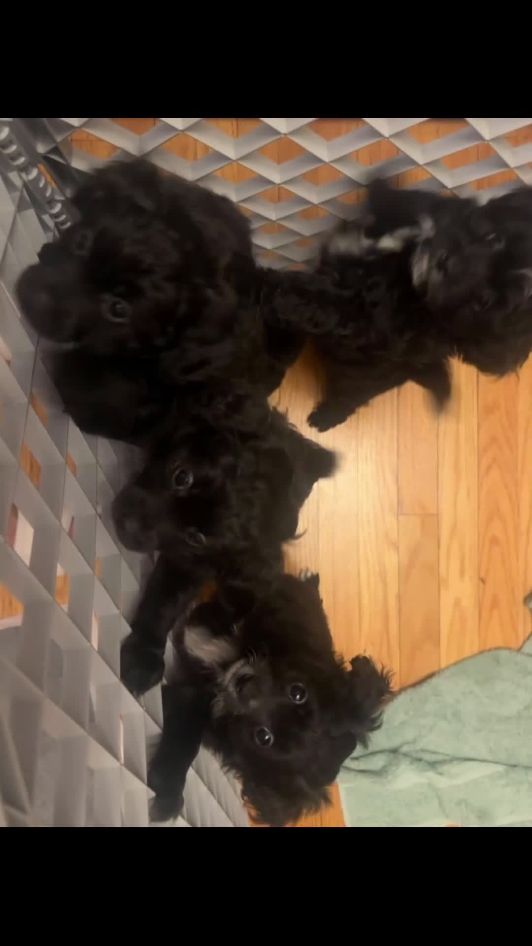 Mixed Breed dogs for sale: Gomez  - Video 1