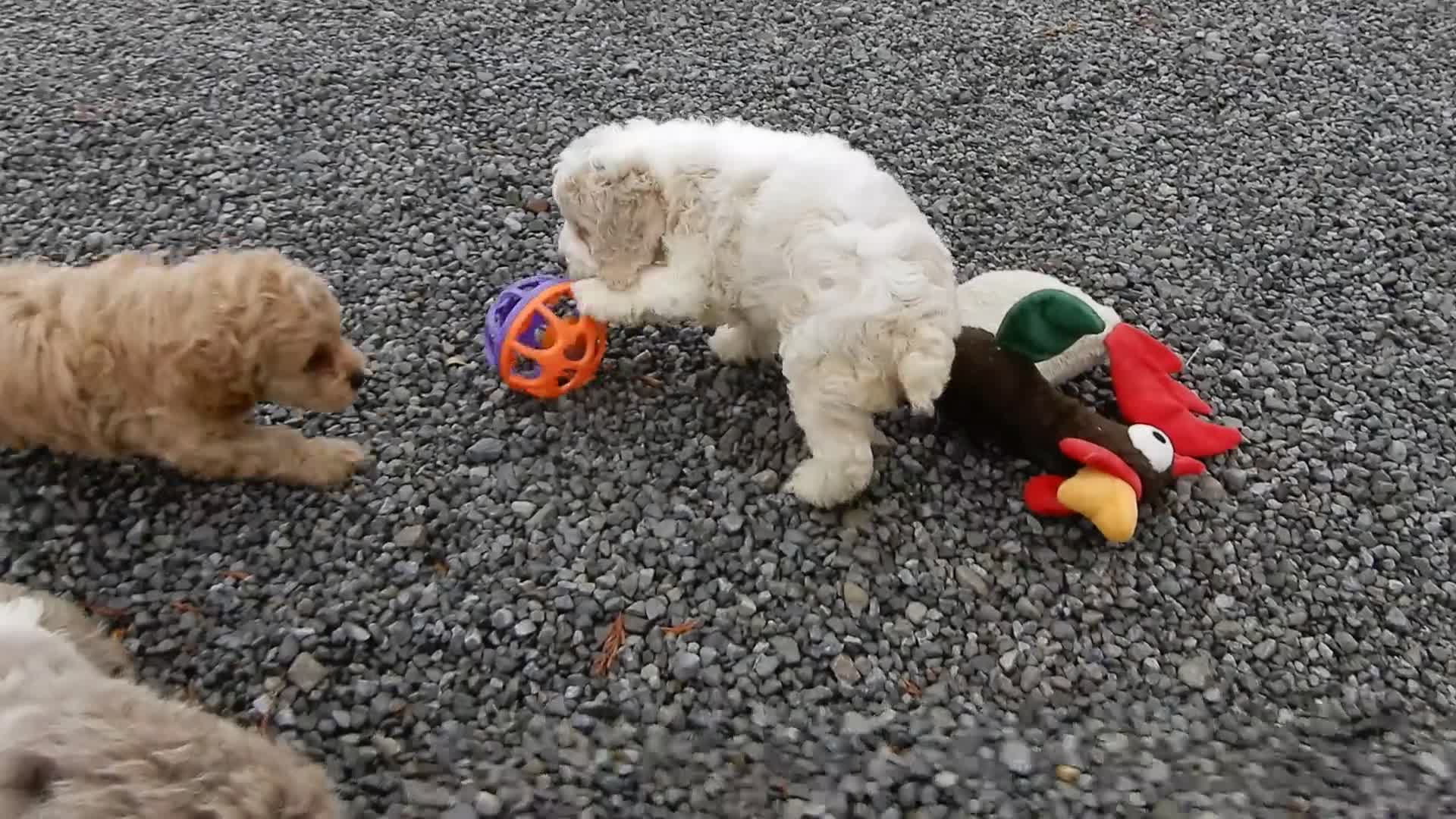 Cockapoo dogs for sale: Ollie - Video 1