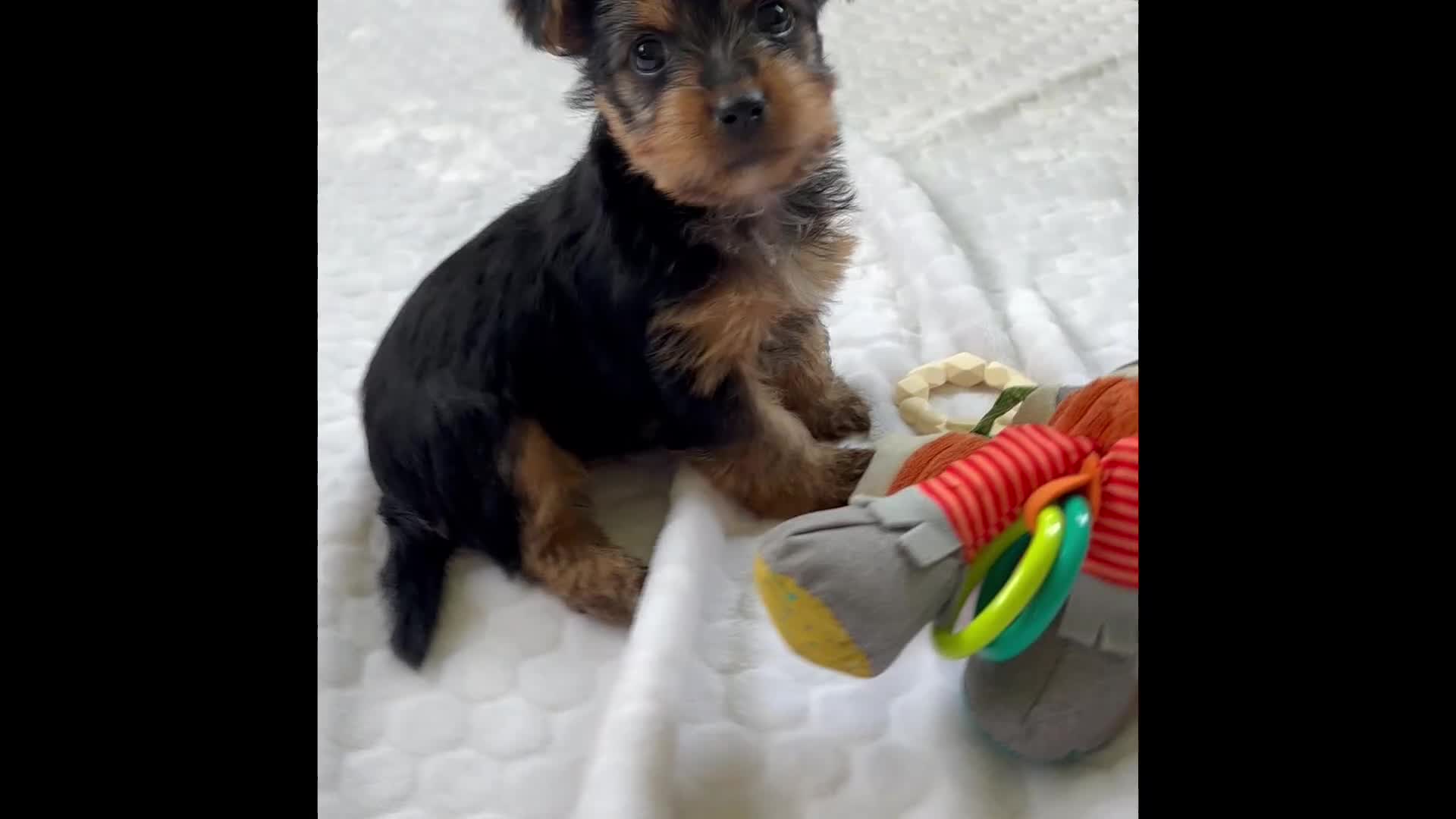 Yorkshire Terrier dogs for sale: Miah - Video 1