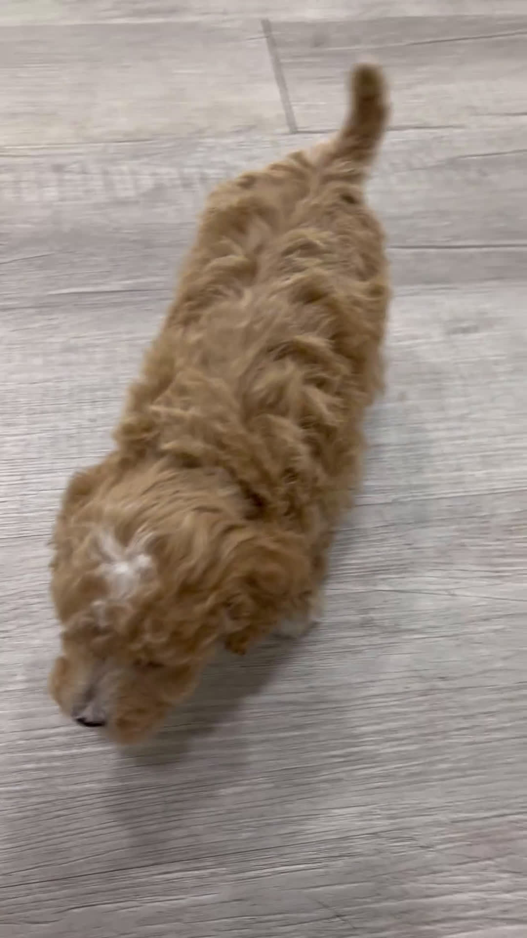 Bichpoo dogs for sale: Tyler - Video 1