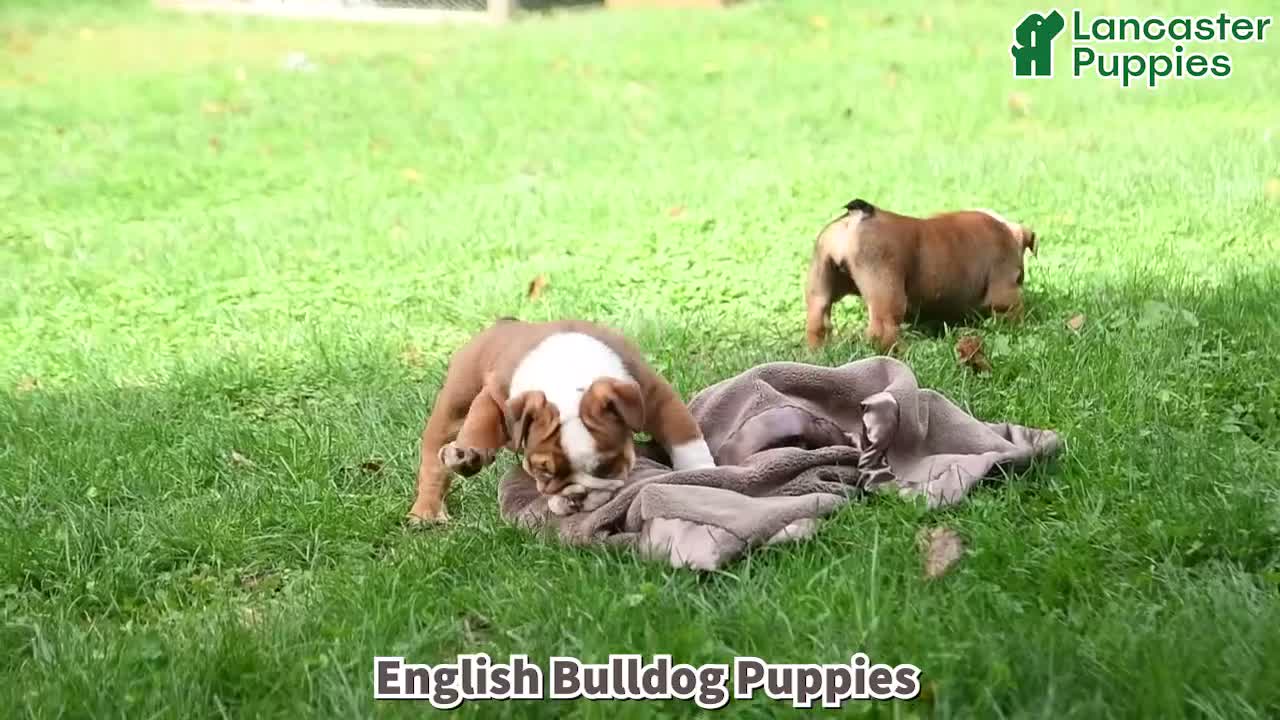 English Bulldog dogs for sale: Clea - Video 1
