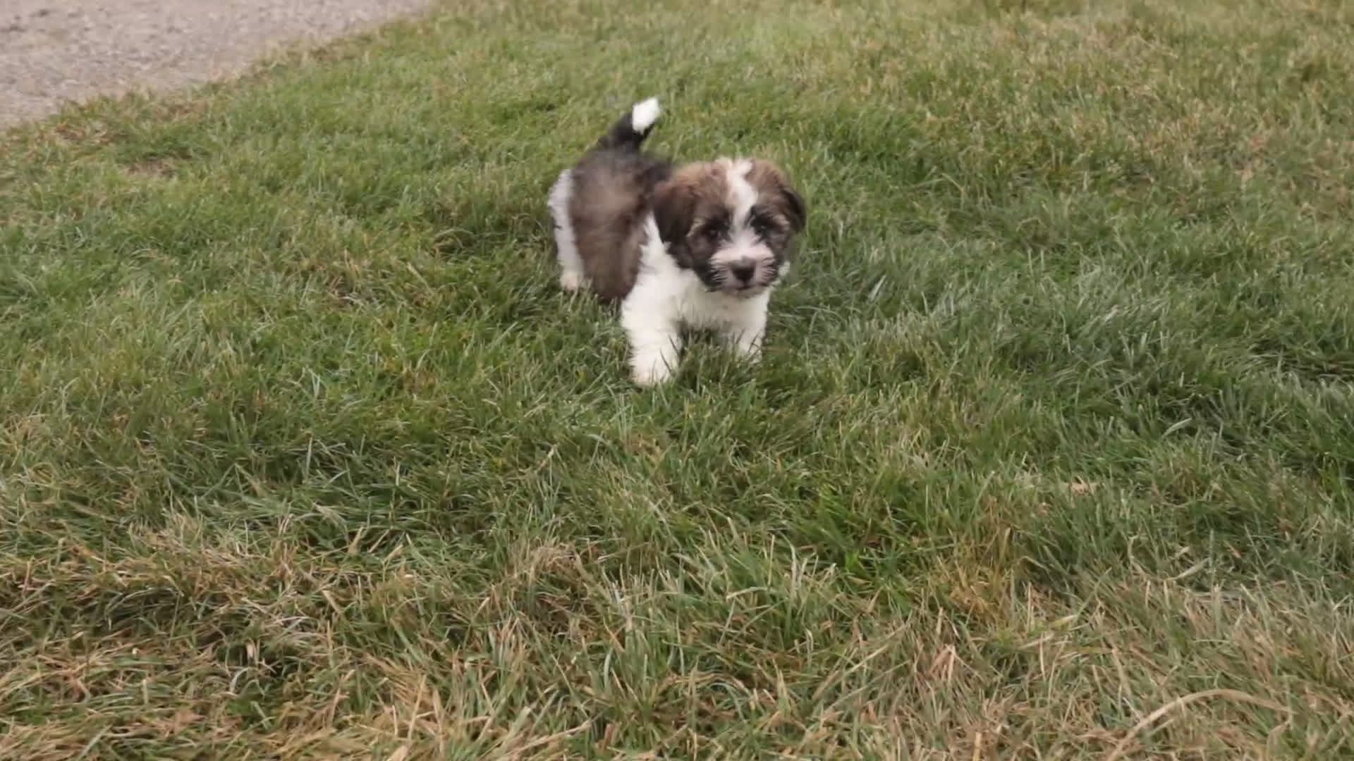 Havanese dogs for sale: Ranger - Video 1