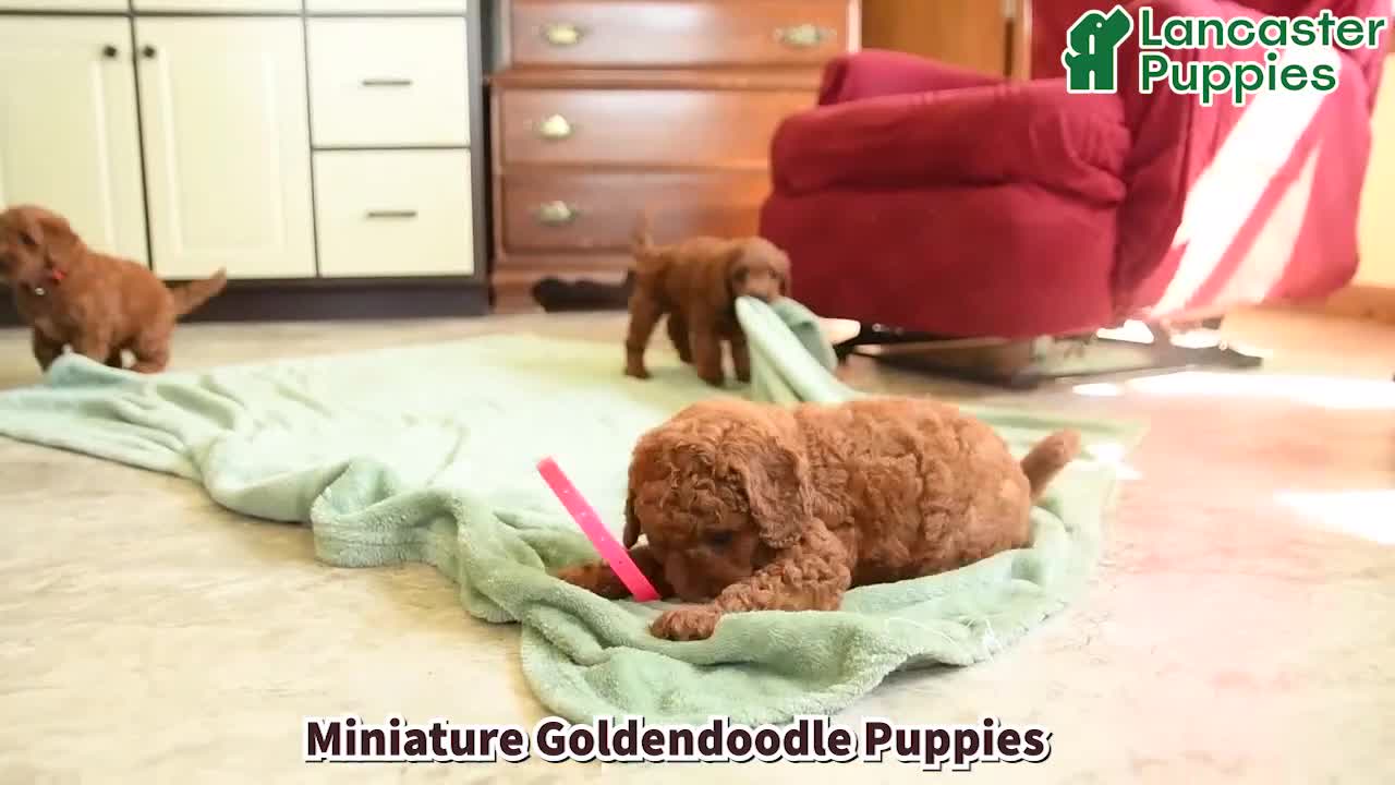 Mini Goldendoodle dogs for sale: Lori - Video 1