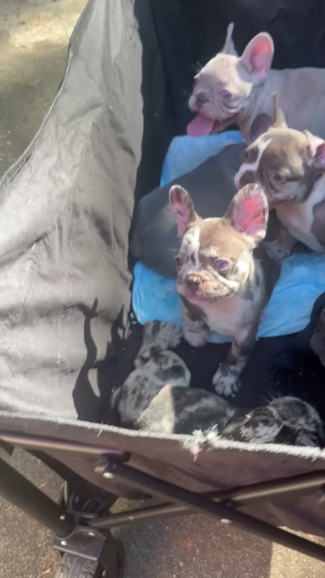 French Bulldog dogs for sale: French Bulldog 3 - Video 1