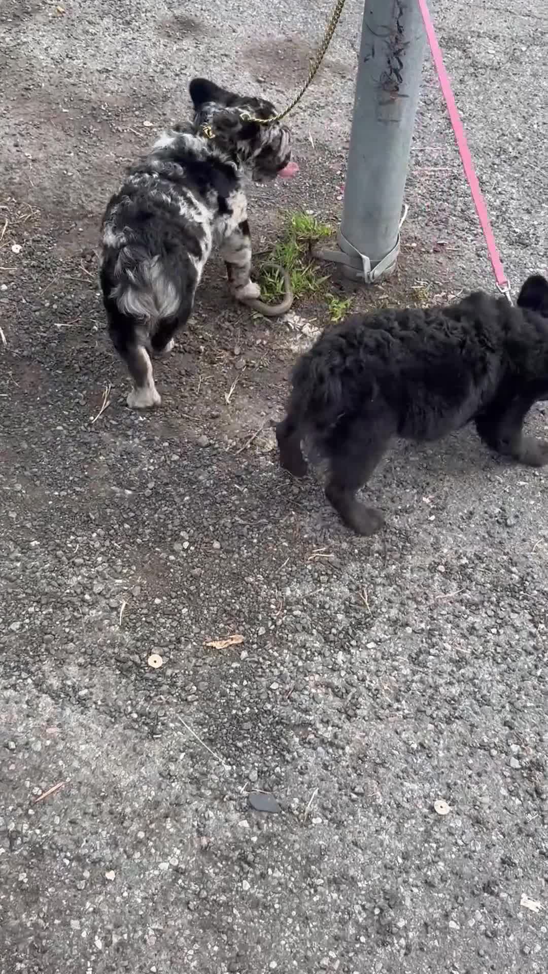 French Bulldog dogs for sale: Cruella - Video 1