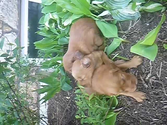 Mixed Breed dogs for sale: Tipper - Video 1