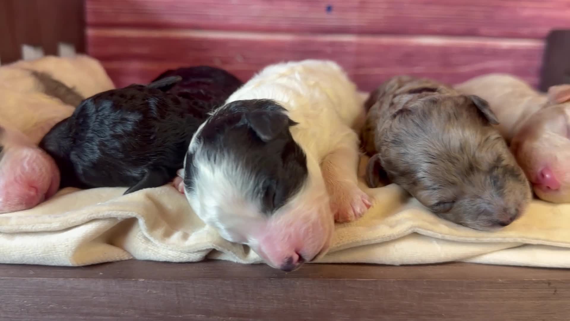 Toy Poodle dogs for sale: Bane ( dark blue Merle) - Video 2