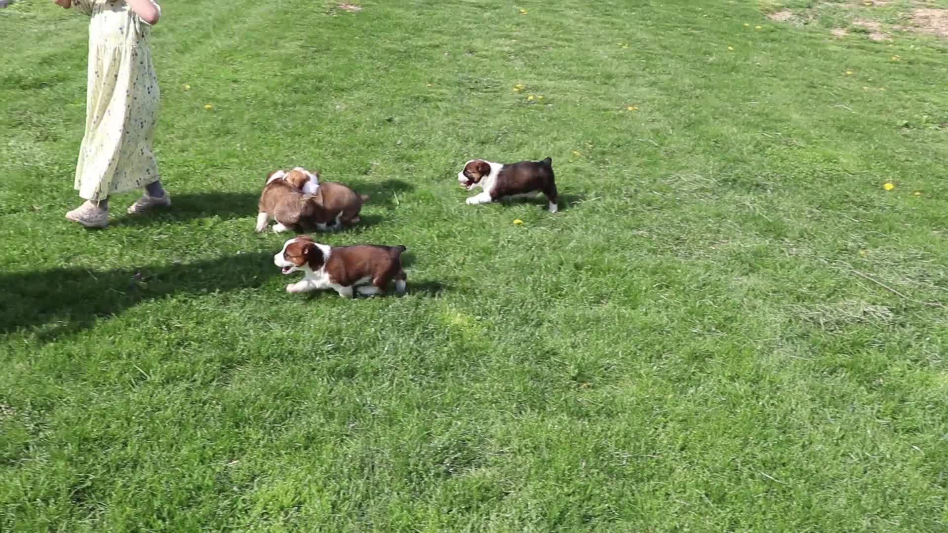 Mixed Breed dogs for sale: Toby - Video 1