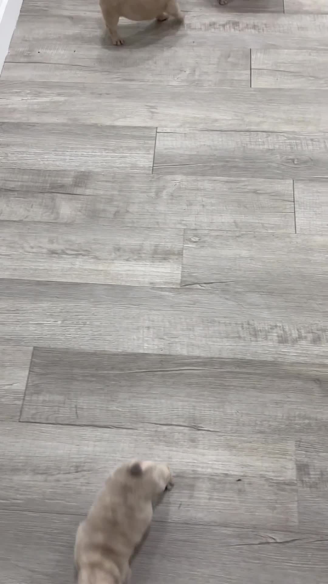 French Bulldog dogs for sale: Duke - Video 2