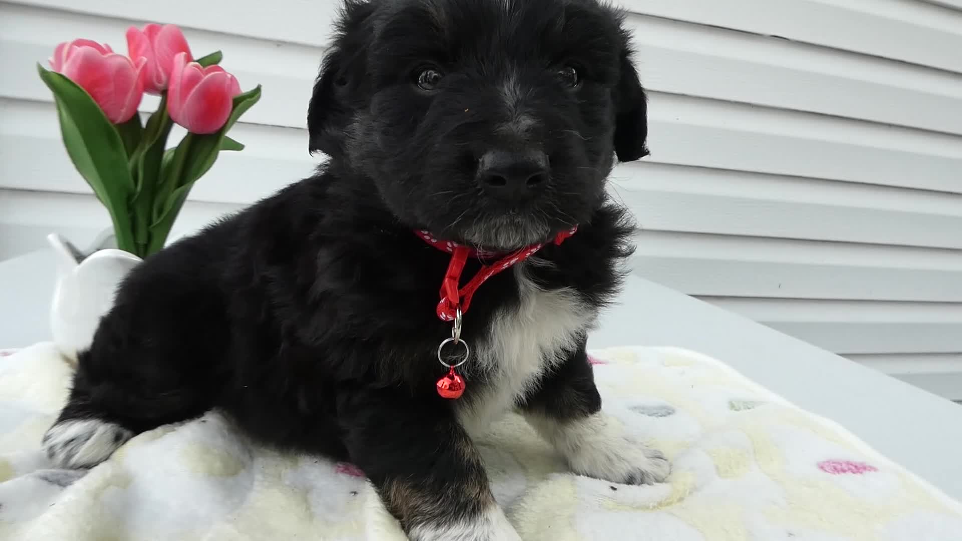 Miniature Australian Shepherd dogs for sale: Miniature Australian Shepherd Puppy 4 Star - Video 1