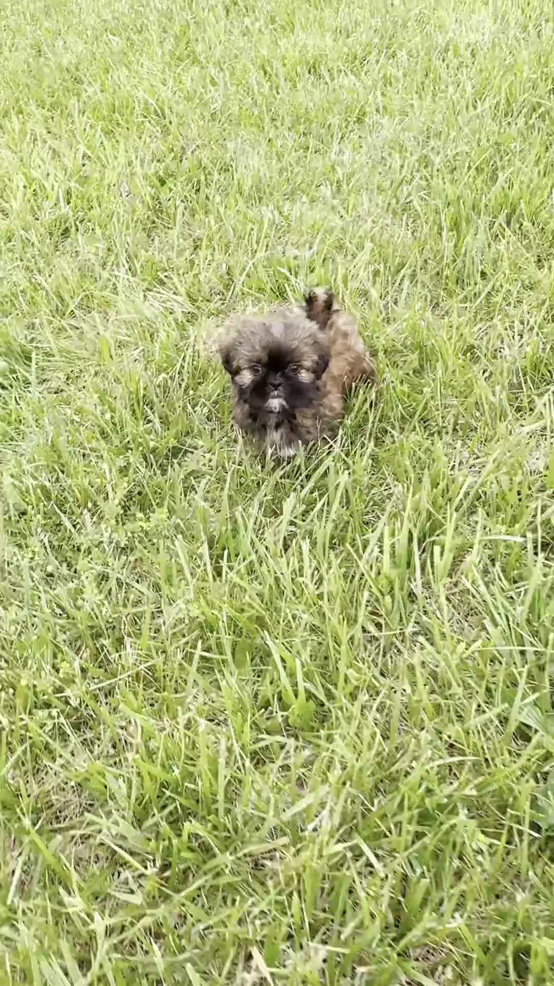 Shih Tzu dogs for sale: Ace AKC - Video 1