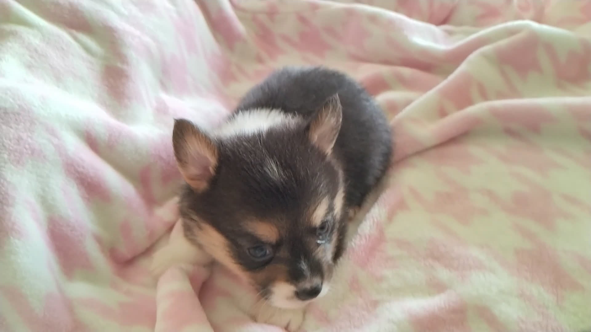 Welsh Corgi Pembroke dogs for sale: Welsh Corgi Pembroke Puppy 2 - Video 1