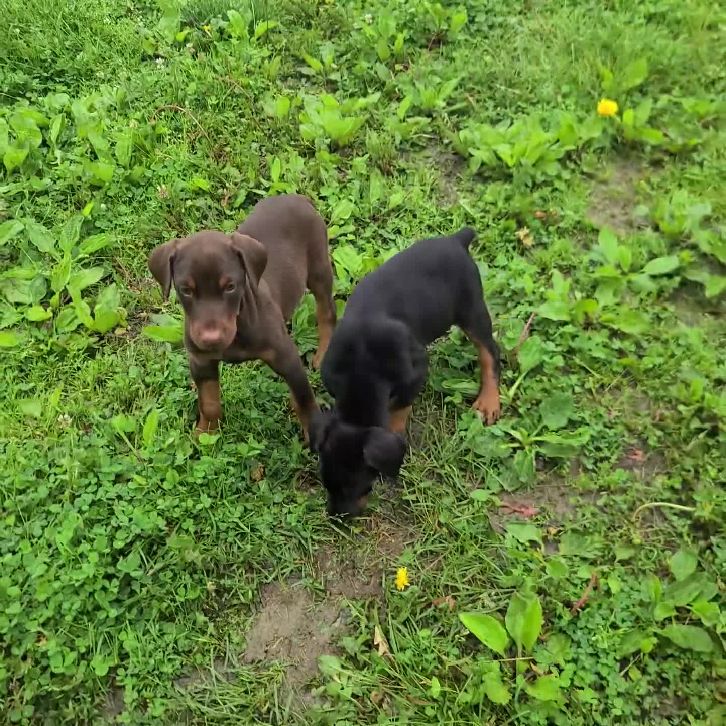 Doberman Pinscher dogs for sale: Lexi - Video 1
