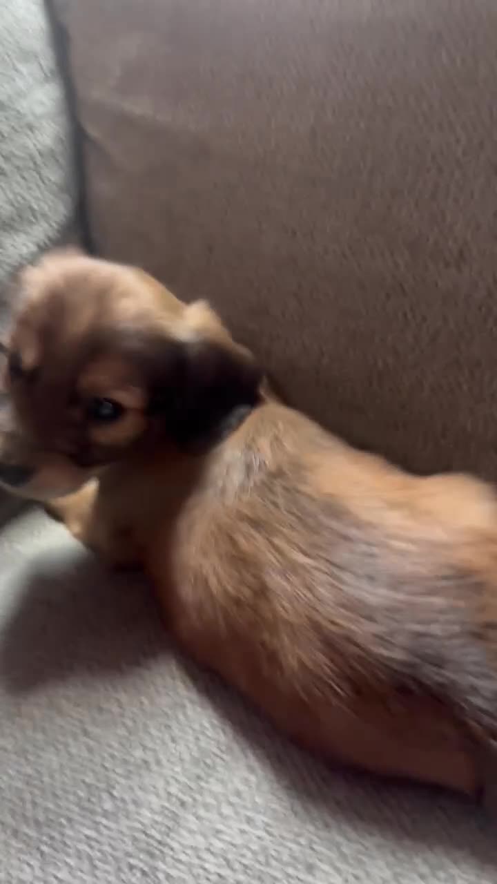 Dachshund dogs for sale: Brown boy  - Video 1
