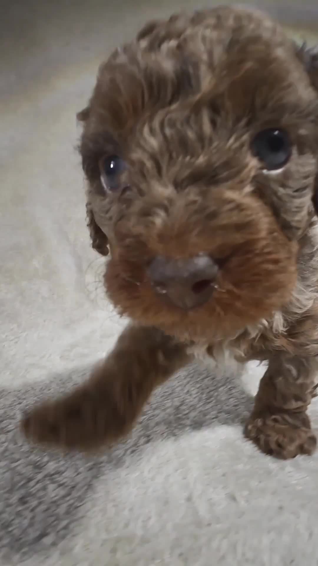Cavapoo dogs for sale: Hunter (Micro Cavapoo) - Video 1